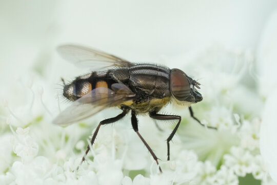 Detailed closeup on the European locust blowfly, Stomorhina lunata emerged in soft white flowers and background