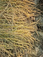 Harvested Golden Rice Stalks (Paddy) Drying on Ground, Close-up Texture