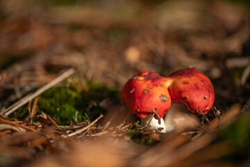 Forest Mushrooms