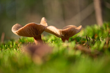 Forest Mushrooms