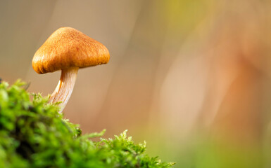 Forest Mushrooms