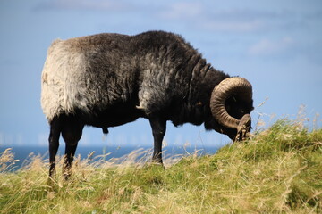 Schaf bei Tageslicht auf Helgoland