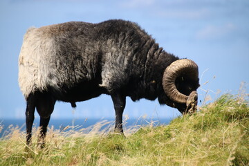 Schaf beim abgrasen auf Helgoland 