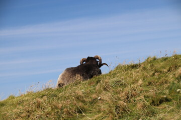 Schaf liegt auf dem Deich 