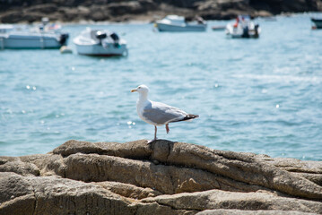 seagull on the pier