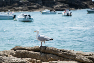 Seabird on rock, Kerroch