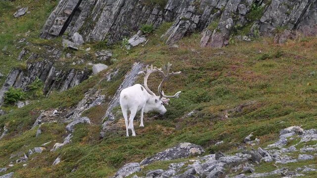 white reindeer with huge antlers grazing in rocky tundra  147