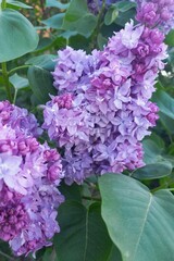 purple lilac flowers