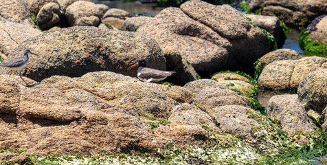 Cabo Polonio Nature — Wildlife, Coast & Landscape Photography	