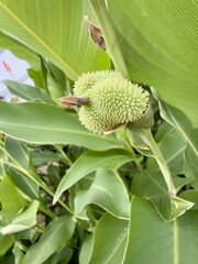 Close-up of an Unripe Canna Lily Bud Among Green Leaves in Natural Light