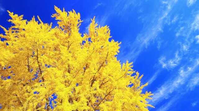 yellow Ginkgo tree against blue sky	