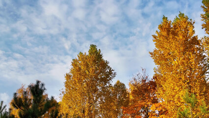 Bright Autumn Trees Against Blue Sky