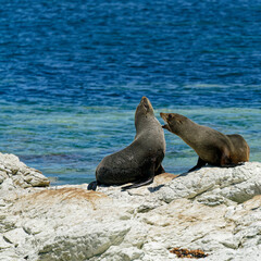 A pair of New Zealand fur seals at Ohau Point Seal Colony, Kaikoura, New Zealand.