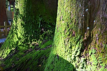高千穂神社の夫婦杉