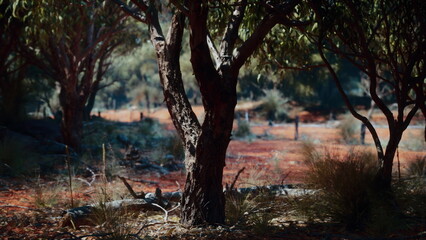 Sunlight filters through the branches of gnarled trees, illuminating the earthy tones of the dry landscape. Serenity envelops this natural setting in the heart of the wilderness.