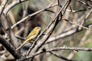 Willow warbler (Phylloscopus trochilus) perched on a branch among undergrowth, side view
