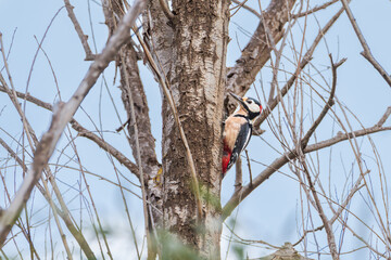 Male great spotted woodpecker (Dendrocopos major) perched on a tree trunk creating a nest