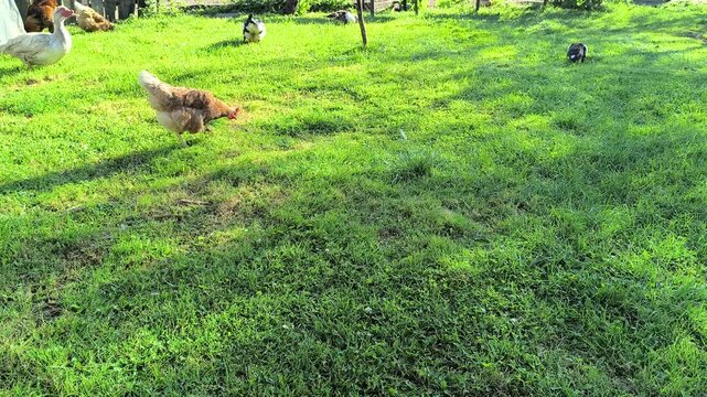 Young Loman Brown chickens in the pen eating food and pecking 