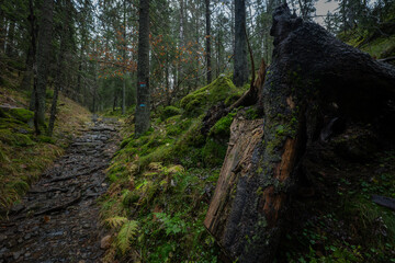 Nordic forest path with moss and stream