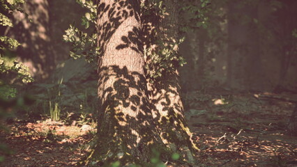 Sunlight filters through the lush green canopy, casting intricate shadows on the sturdy tree trunk. Leaves shimmer with vibrant hues, creating a serene woodland atmosphere in the early morning.