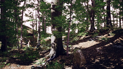 In a peaceful forest, tall trees create a soothing canopy while dappled sunlight shines on the forest floor. Rocks and foliage add to the tranquil natural beauty of this scene.