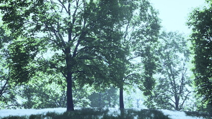 Fototapeta premium Lush green trees stand tall in a peaceful landscape, their leaves shimmering in the sunlight. Soft grass blankets the ground, inviting tranquility and calmness in the scene.