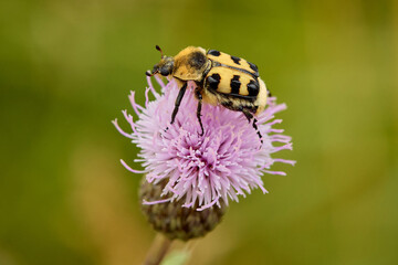 Bee beetle Trichius fasciatus on central European meadow flower