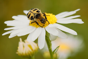 Bee beetle Trichius fasciatus on central European meadow daisy flower