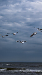 seagulls in flight