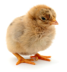 Obraz premium Baby chick isolated on white background