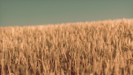 Obraz premium Vast fields of golden wheat sway softly in the wind, illuminated by the warm sunlight. A clear blue sky provides a serene backdrop to this tranquil rural landscape.