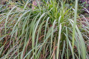 Themeda villosa, Themeda is a genus of plants in the grass family. Moanalua Valley Trail , Honolulu, Oahu, Hawaii. 