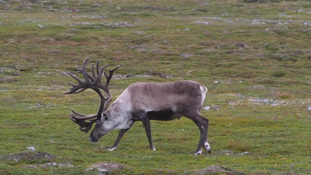reindeer with gigantic antlers walking in tundra, close 159