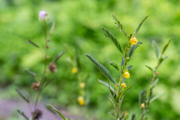 Chamaecrista nictitans, the sensitive cassia, sensitive partridge pea, small partridge pea or wild sensitive plant. Moanalua Valley Trail , Honolulu, Oahu, Hawaii. 