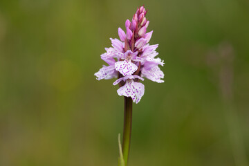 Close up of a heath spotted orchid (dactylorhiza maculata) flower