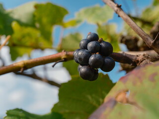 Small dark grape cluster on vine with soft bokeh background and autumn leaves