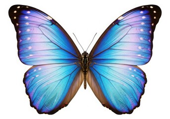 Obraz premium blue butterfly isolated on white