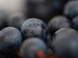 Extreme close-up showing natural waxy bloom coating on individual wine grape berries
