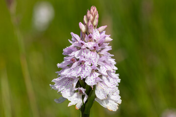 Close up of a heath spotted orchid (dactylorhiza maculata) flower