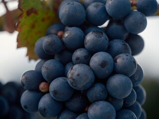 Close-up of single wine grape cluster showing perfect form and natural bloom
