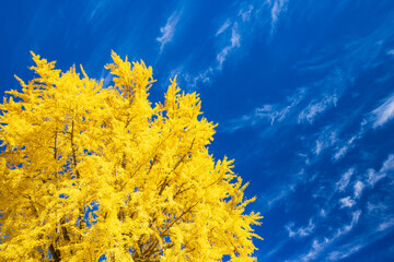 yellow Ginkgo tree against blue sky	
