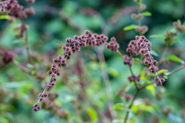 Triumfetta semitriloba, Triumfetta is a genus of plants in the family Malvaceae.Burbark is a common name for plants in this genus. Moanalua Valley Trail , Honolulu, Oahu, Hawaii.