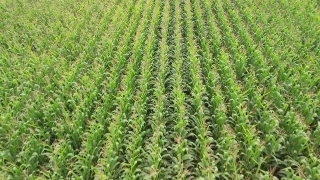 Drone top view of symmetrical corn rows forming a green agricultural pattern in summer countryside.