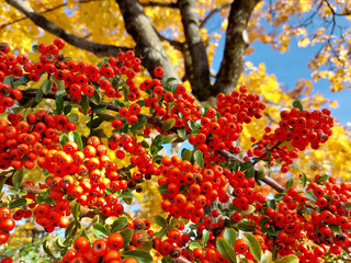 bright orange berries of pyracantha. Yellow tree. Blue sky. Autumn season. Slovenia.