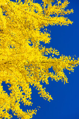 yellow autumn leaves against blue sky