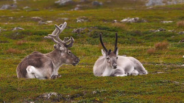 reindeer mother and white calf resting and ruminating  618
