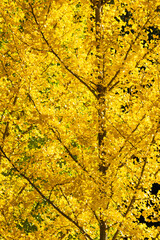 yellow autumn leaves, Ginkgo tree in the park