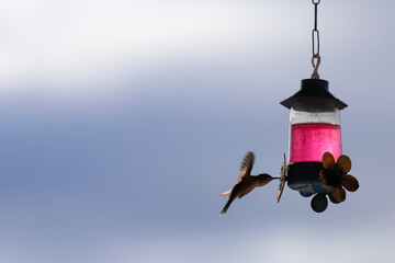 Close-up of a light brown hummingbird in a hovering flight, approaching a feeder with magenta nectar. Background is a clear sky in blue and gray tones. © niltonemaia