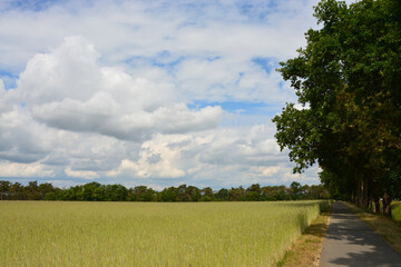 Feld, Weg, Baum, Natur, Landschaft, Himmel