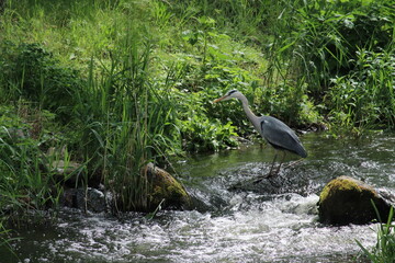Graureiher, Fluss, Natur